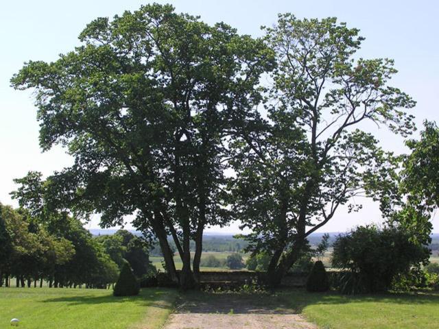 Chambres D'Hotes Le Chateau De La Plante Thure ภายนอก รูปภาพ